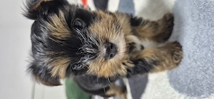 Yorkshire mini fetita - imagine 3