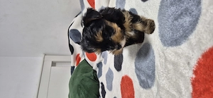 Yorkshire mini fetita - imagine 4