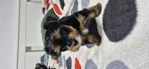 Yorkshire mini fetita - imagine 2