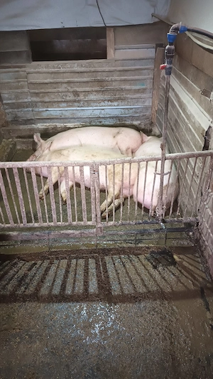 Porci de carne - imagine 3