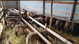 Vând miei pentru sacrificat 