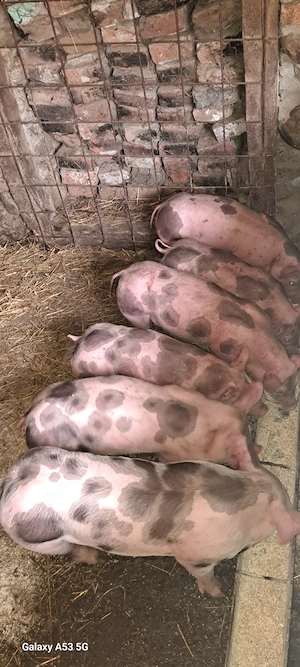 Purcei pietrain de 10 săptămâni