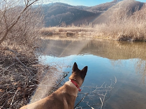 Donez caine belgian melinois - imagine 3