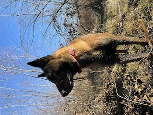 Donez caine belgian melinois - imagine 5