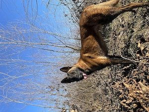 Donez caine belgian melinois - imagine 4