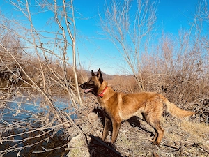 Donez caine belgian melinois