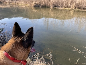 Donez caine belgian melinois - imagine 2