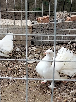 Voltatii indian - imagine 4