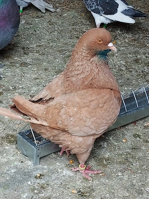 Voltatii indian - imagine 3