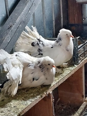 Voltatii indian - imagine 2