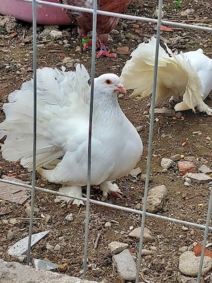 Voltatii indian - imagine 5