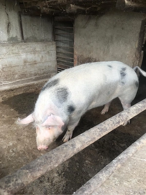 vand porc  - imagine 2