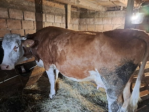 Vând vacă             .