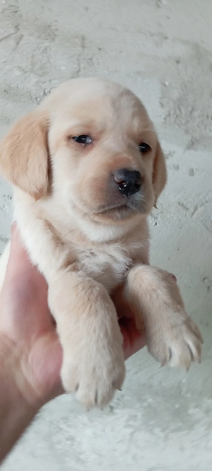 Vand Labrador Retriever 1 luna jumate - imagine 2