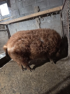 Vand purcea mangalița are an jur de 150 de Kg - imagine 2