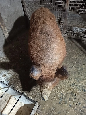 Vand purcea mangalița are an jur de 150 de Kg