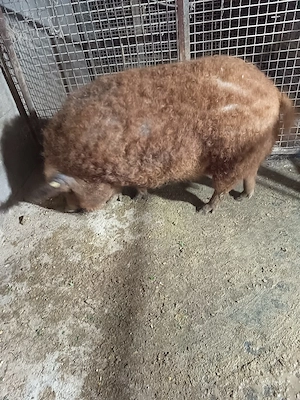 Vand purcea mangalița are an jur de 150 de Kg - imagine 3