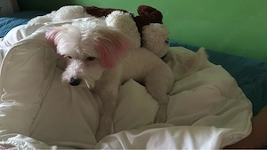 Catelusa bishon maltez - imagine 3