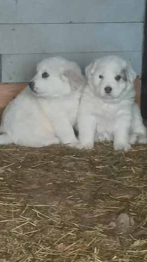 Puiuti mioritic - imagine 5