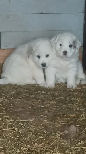 Puiuti mioritic - imagine 2