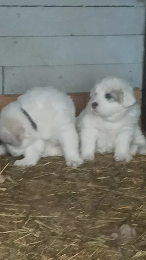 Puiuti mioritic - imagine 3