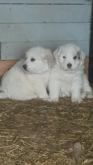 Puiuti mioritic - imagine 4