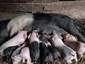 De vânzare scroafă cu 9 purceii  - imagine 2