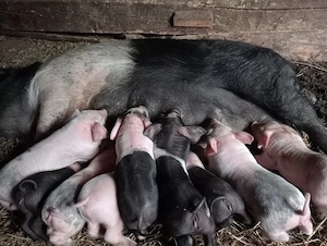 De vânzare scroafă cu 9 purceii  - imagine 3