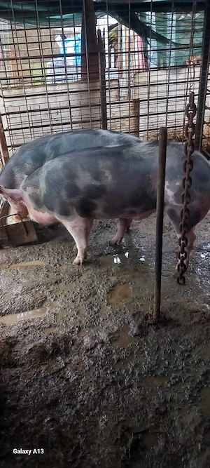 vând porci pietran - imagine 2