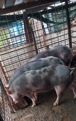 vând porci pietran - imagine 3