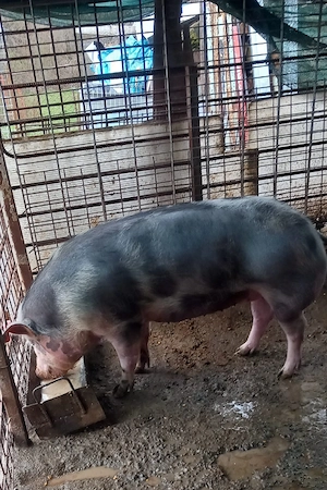 vând porci pietran - imagine 4