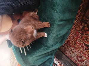 De vanzare Pui teranova mascul