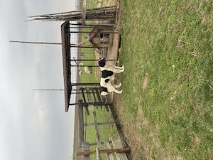 Mascul ciobănesc de Bucovina  - imagine 2