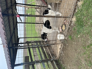 Mascul ciobănesc de Bucovina  - imagine 5