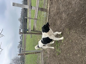 Mascul ciobănesc de Bucovina  - imagine 3