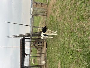 Mascul ciobănesc de Bucovina 