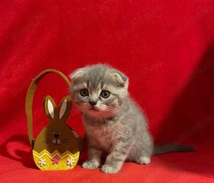 Pisicuti disponibili