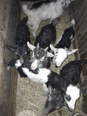 Iezi si miei 10 si 5 buc.