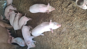 Purcei de vanzare - imagine 2