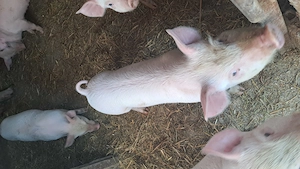 Purcei de vanzare - imagine 4