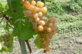 butasi de vita de vie de anul 2 și de anul 3