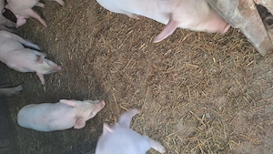 Purcei de vanzare - imagine 5