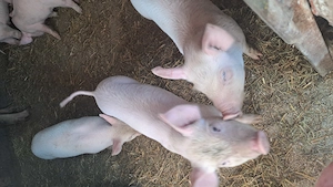 Purcei de vanzare - imagine 3