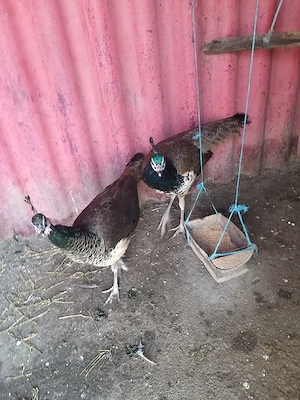 Vand pauni comuni 2025 - imagine 4