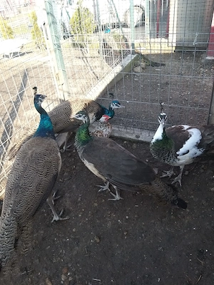 Vand pauni comuni 2025 - imagine 3