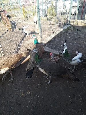 Vand pauni comuni 2025 - imagine 2