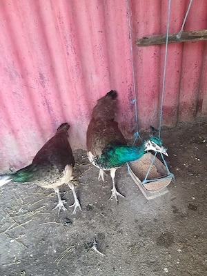 Vand pauni comuni 2025 - imagine 5