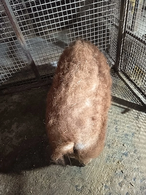 Purcea mangalita  - imagine 5