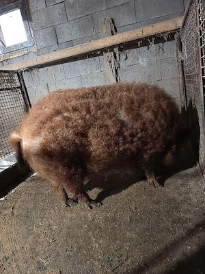 Purcea mangalita  - imagine 2