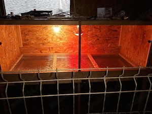 maternitate pentru pui